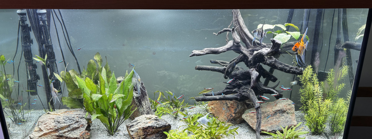 aquarium Le big TT
