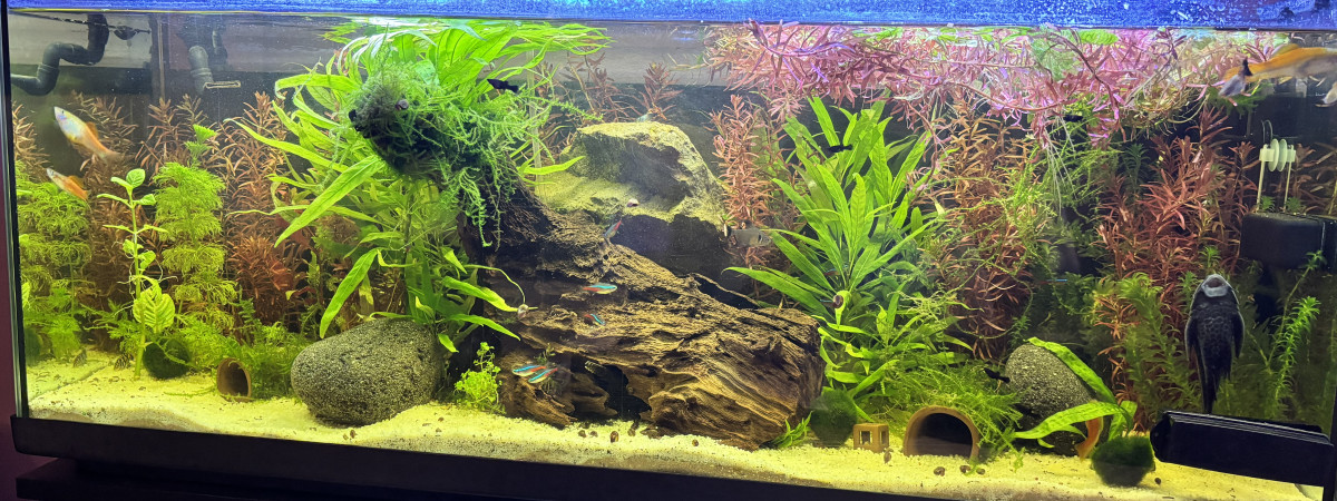 aquarium 150L