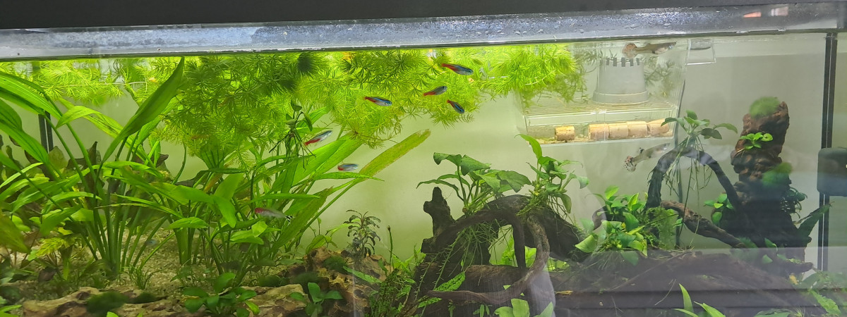 aquarium Aquarium de Clément