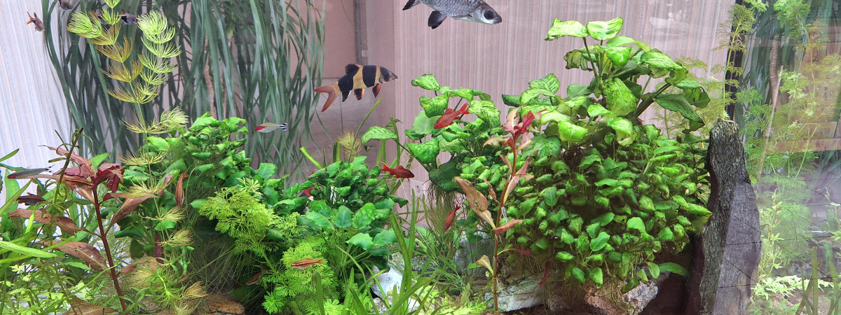 aquarium AquaFuent