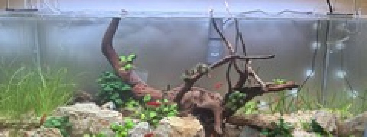 aquarium SORRENTE