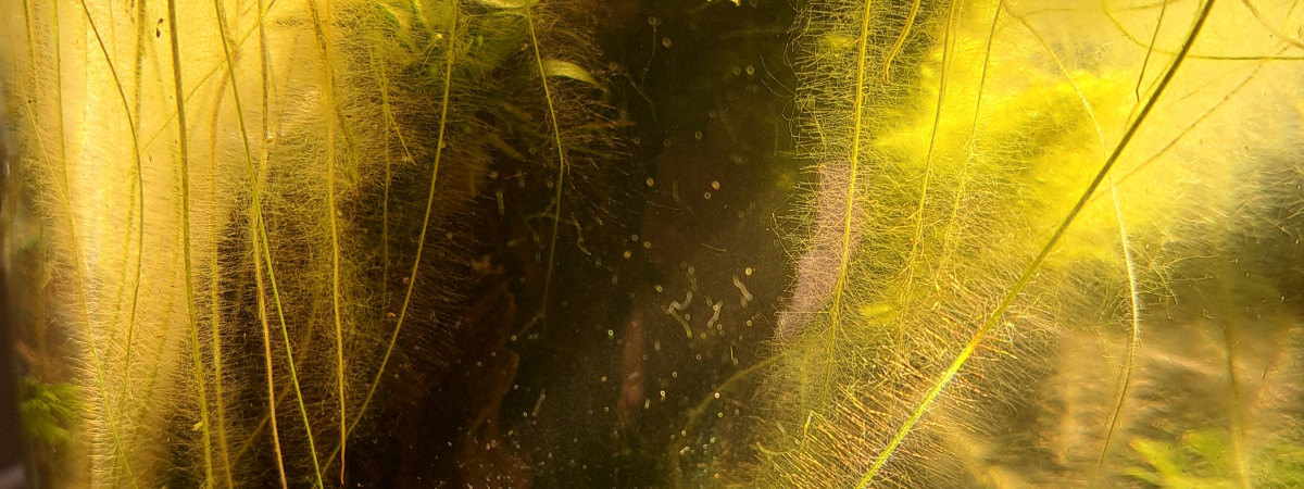 aquarium Pseudo Walstad