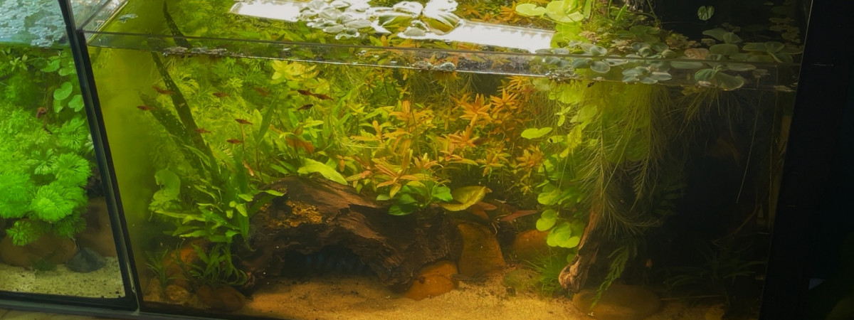 aquarium 65L des maculatus