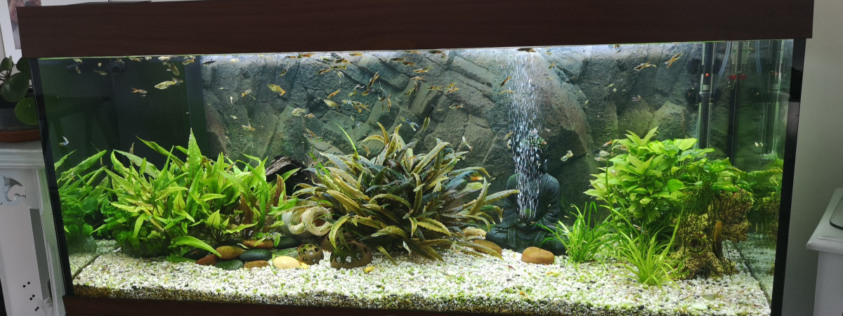 aquarium Pascal