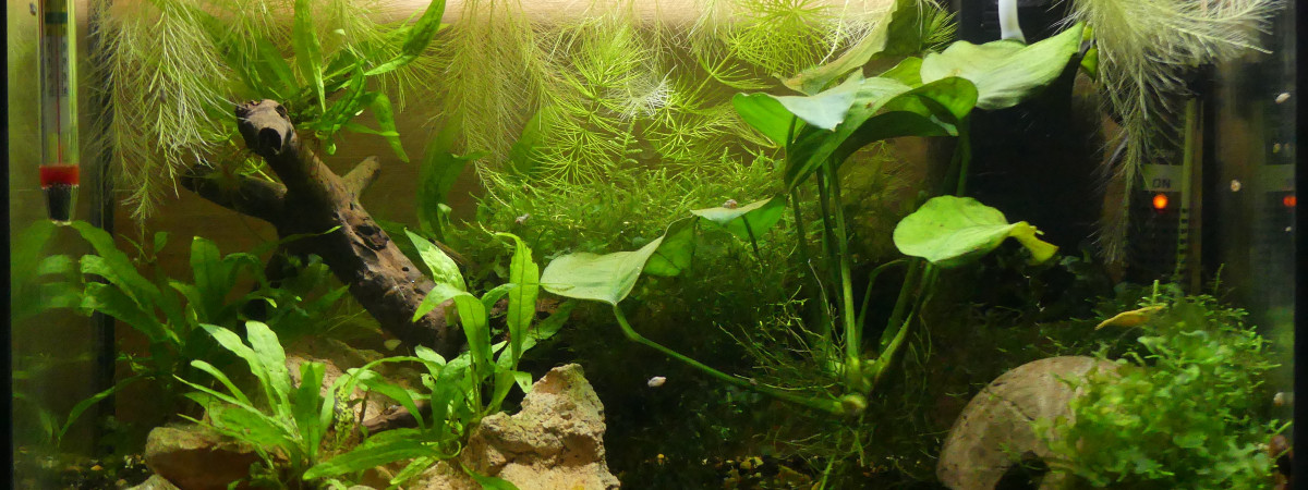 aquarium 20L