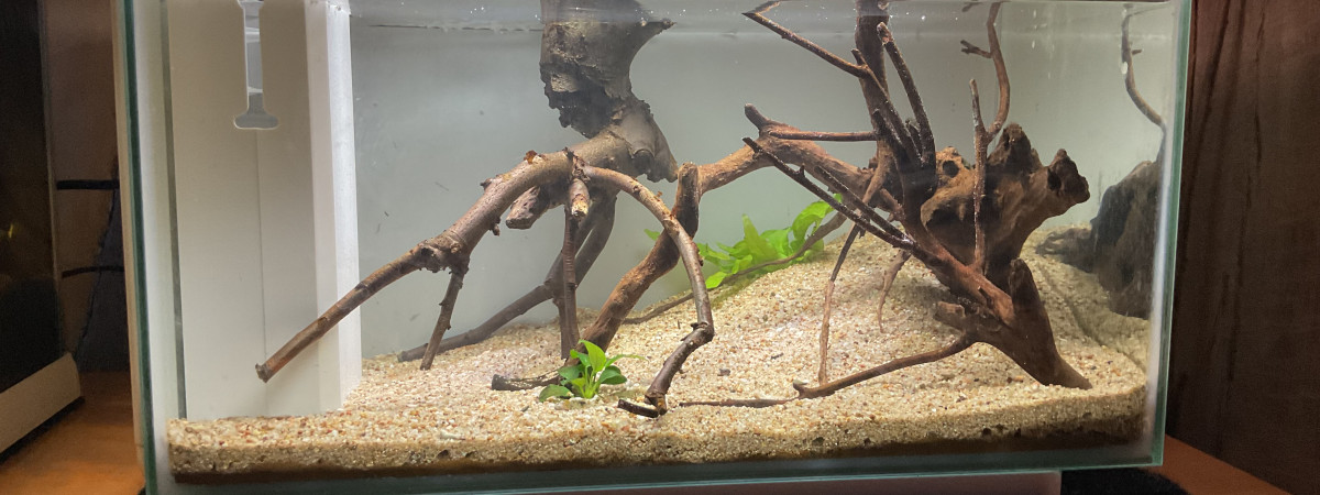 aquarium Aquarium rive betta