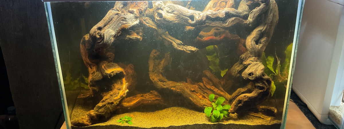 aquarium Aquarium killis