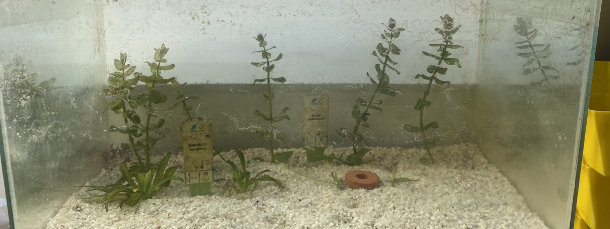 aquarium 34L à plantes