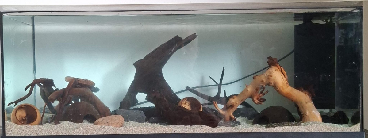 aquarium 55L Biotope Amazonien - Spé Apisto Cacatoi