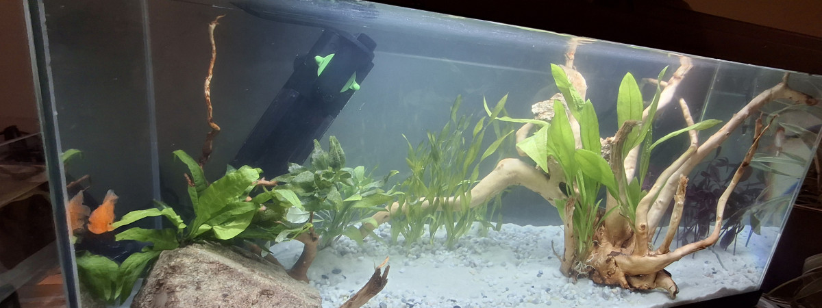aquarium Aqua