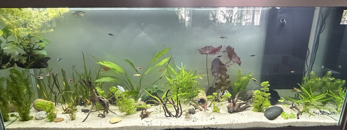 aquarium 300 litres