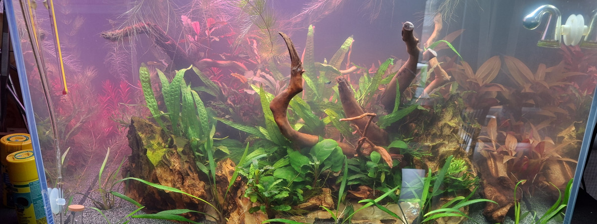 aquarium superfish 90