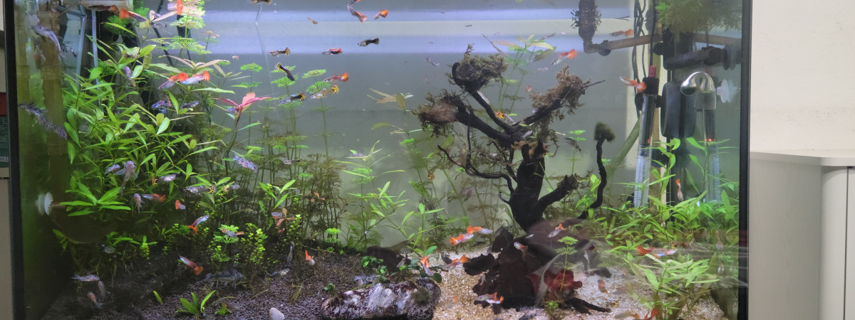 aquarium chorydoras