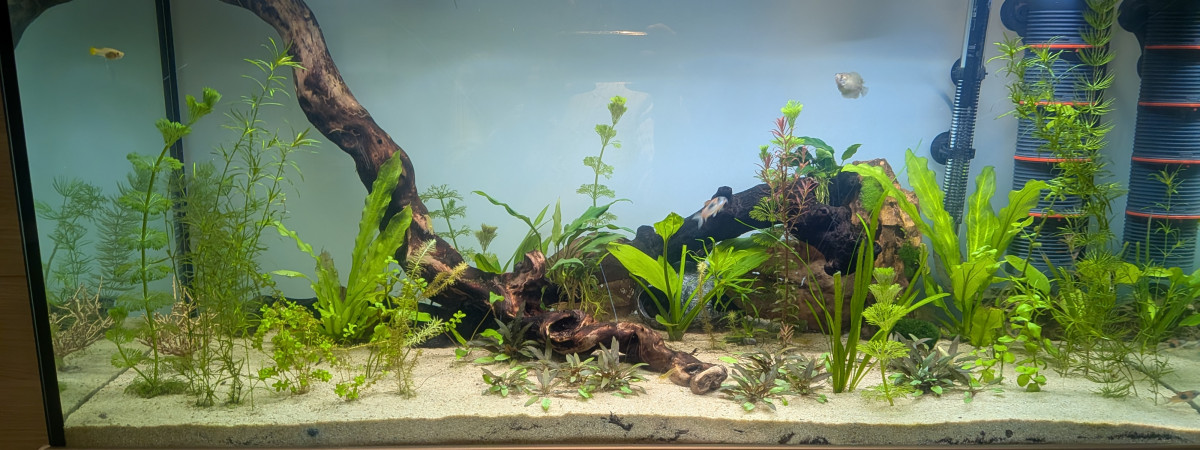 aquarium 200L