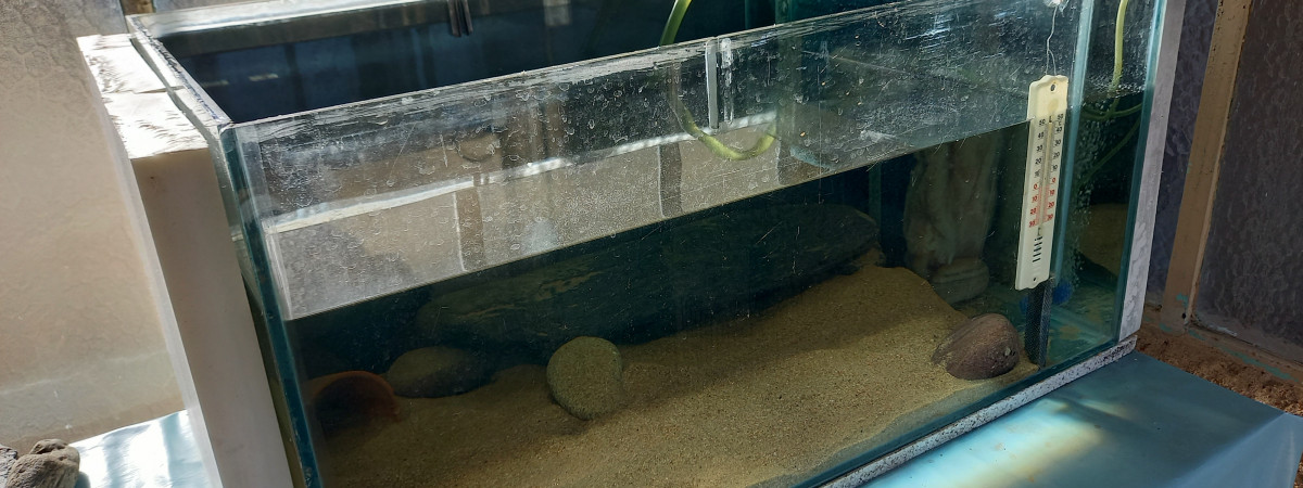 aquarium Axolotes