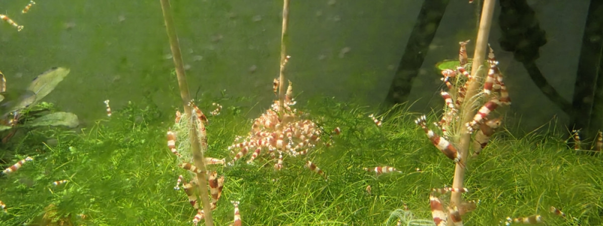 aquarium Red crystal