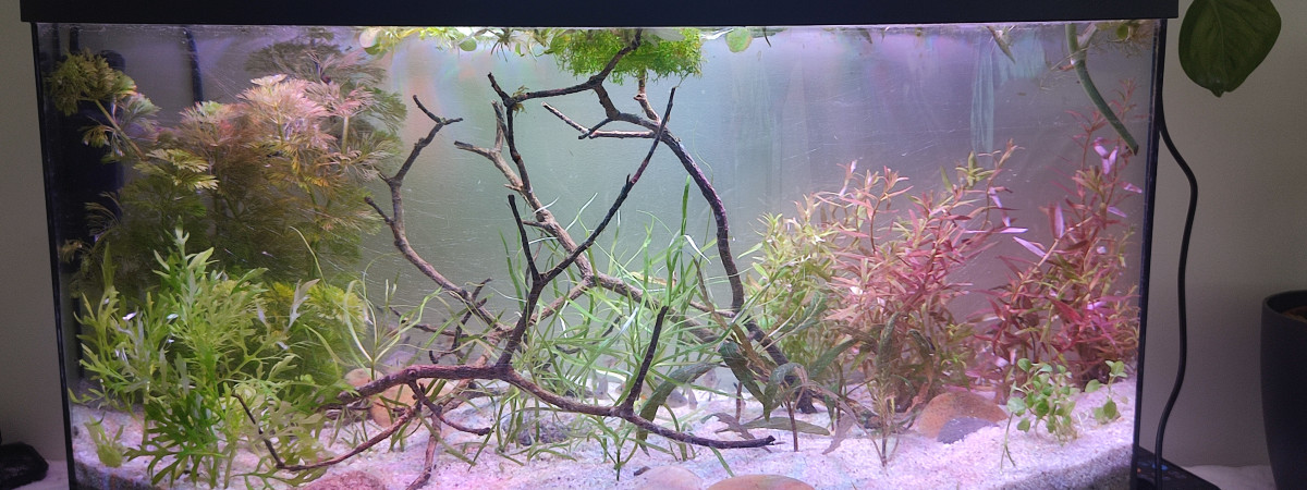 aquarium Aquarium Amazonien