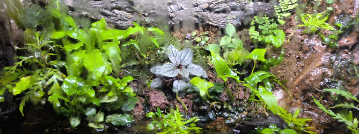 aquarium Paludarium