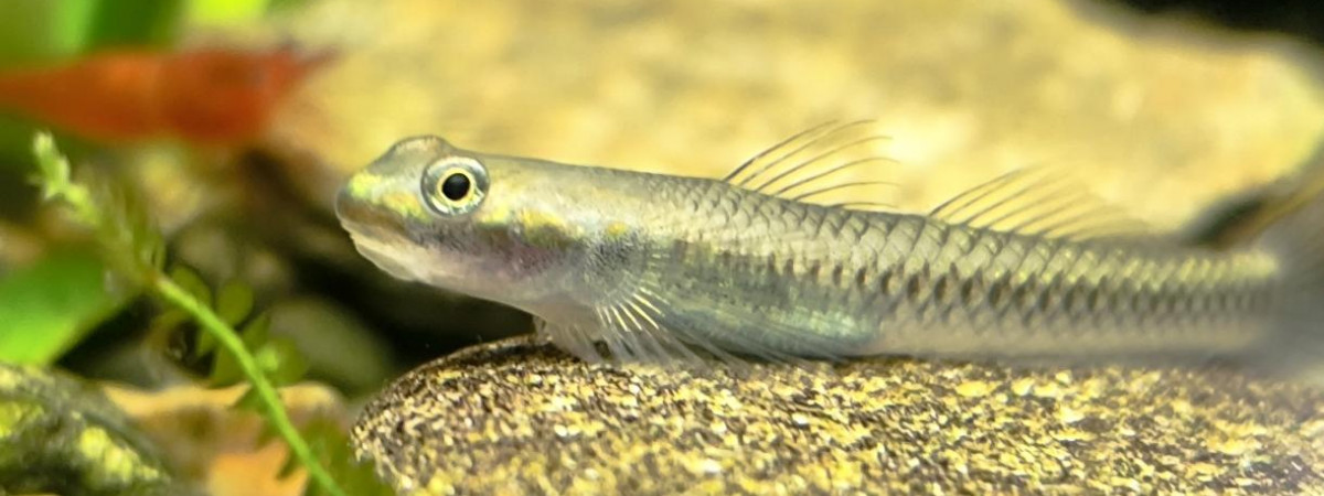 aquarium Biotope Papouasie