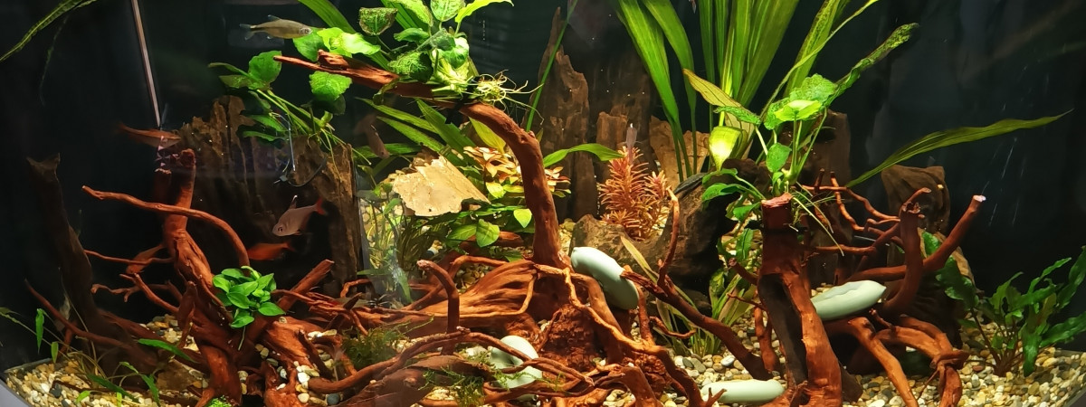 aquarium L Ombre des racines 45