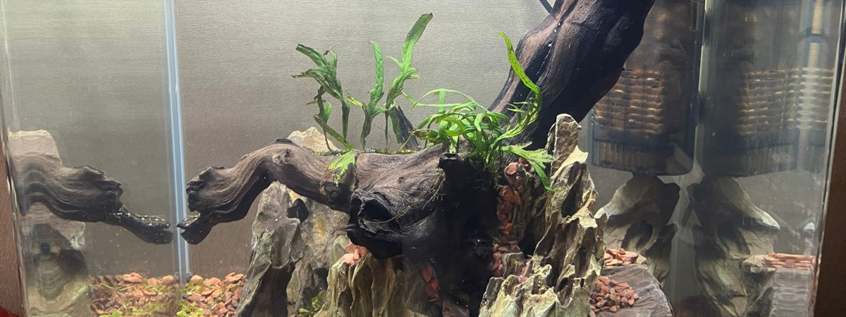 aquarium Shrimplandia