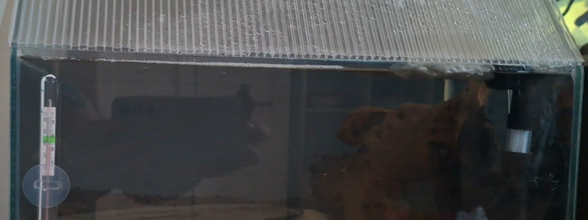 aquarium 10L Spé Neocaridinas Rili Green Jade
