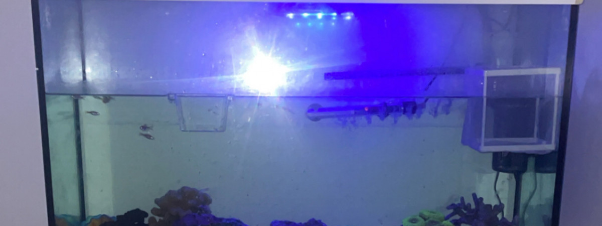 aquarium bac commun eau douce recif artificiel