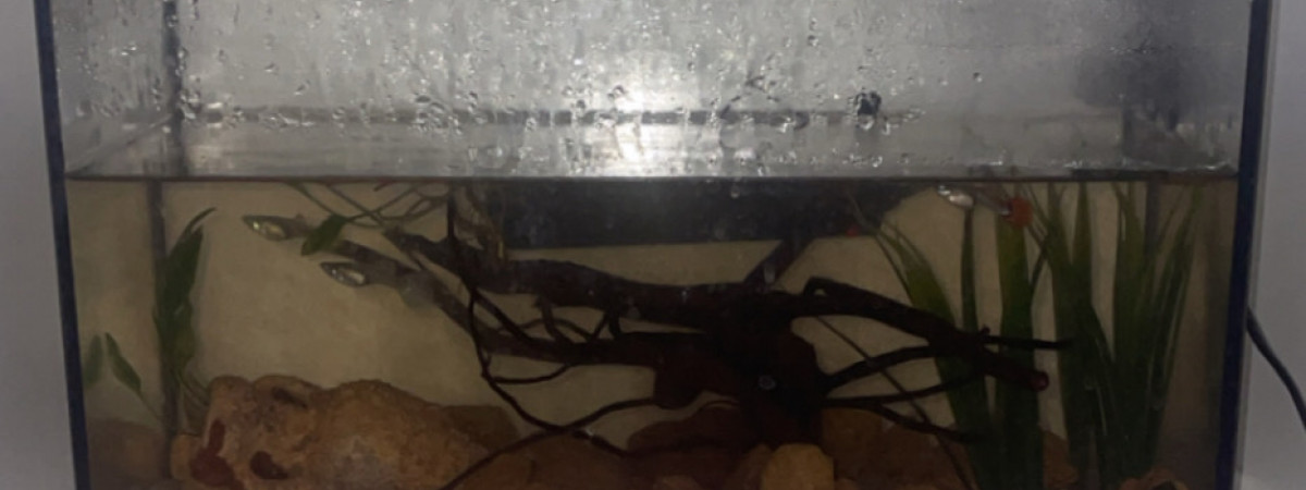 aquarium petit aquarium pour guppy femelle et crevette