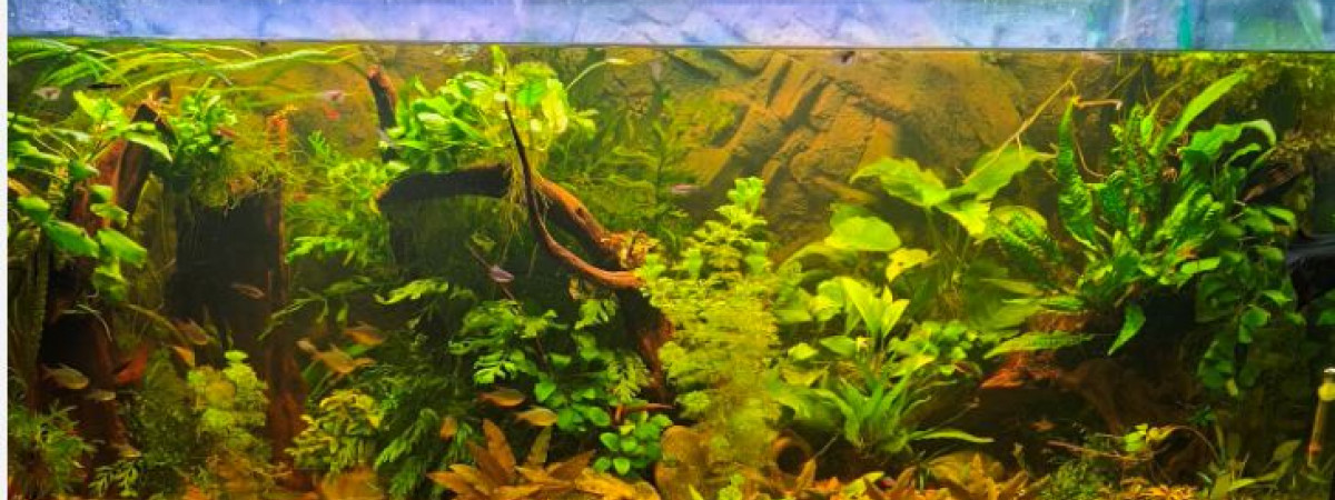aquarium Bac Amazonien