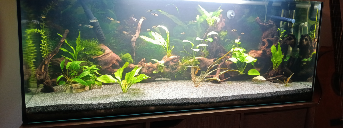 aquarium Tana 100