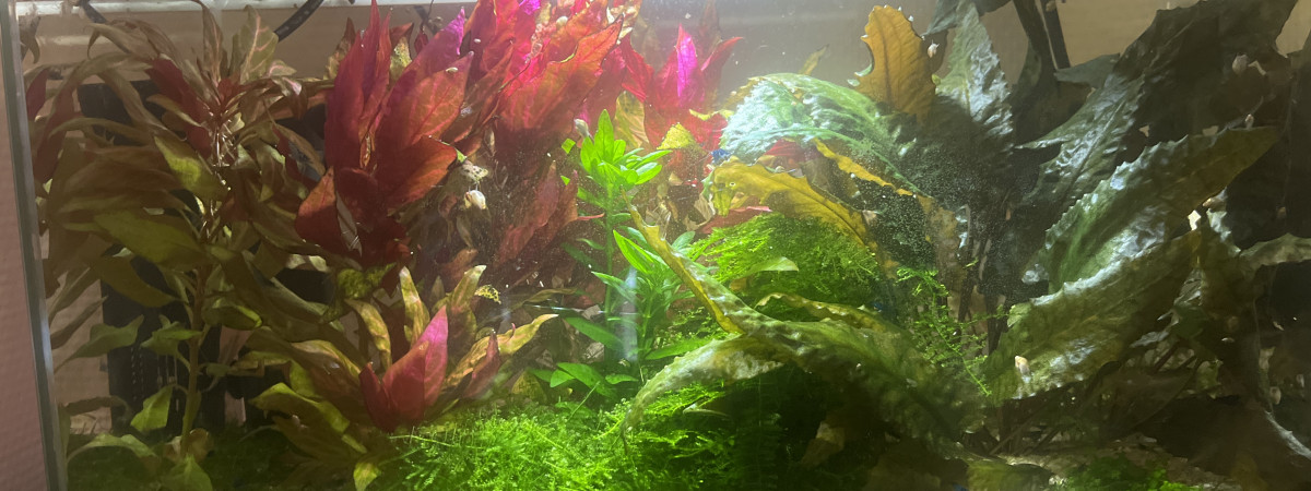 aquarium 15l à crevette