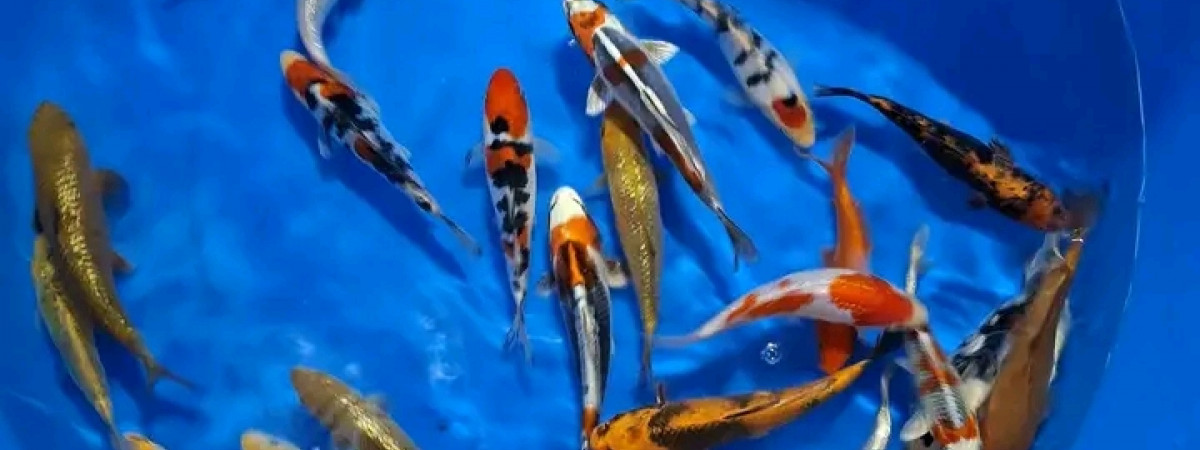 aquarium Aquafish