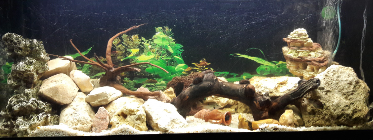 aquarium aqua cichlidé