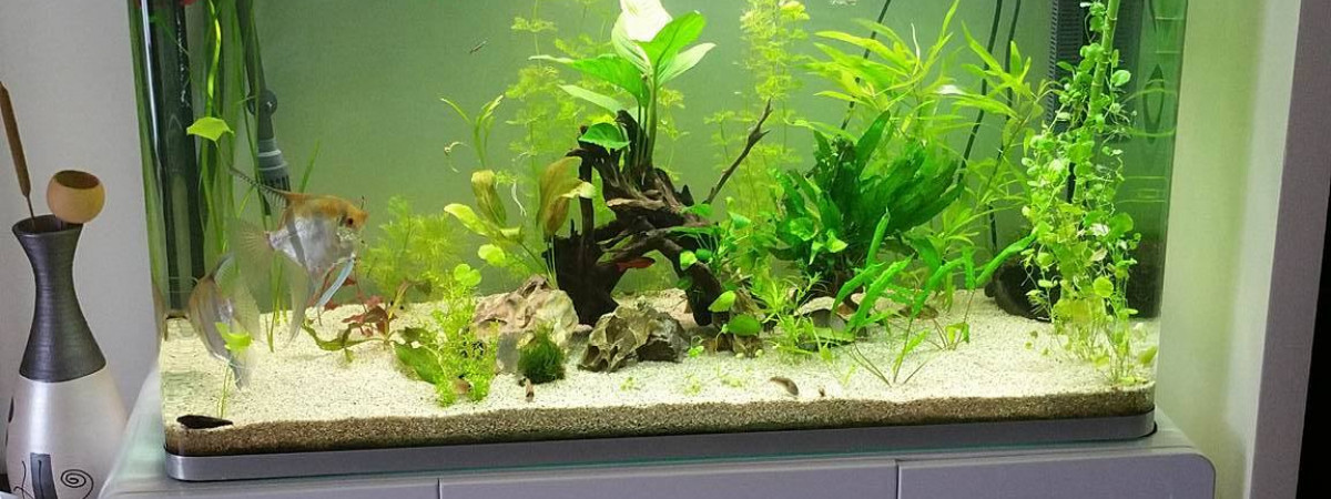 aquarium osaka 260