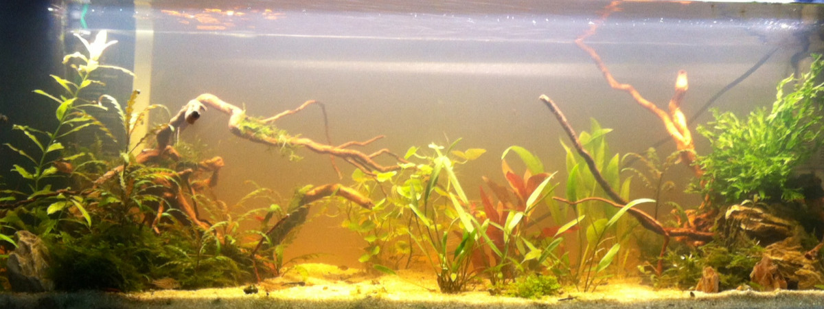 aquarium 120 galaxy