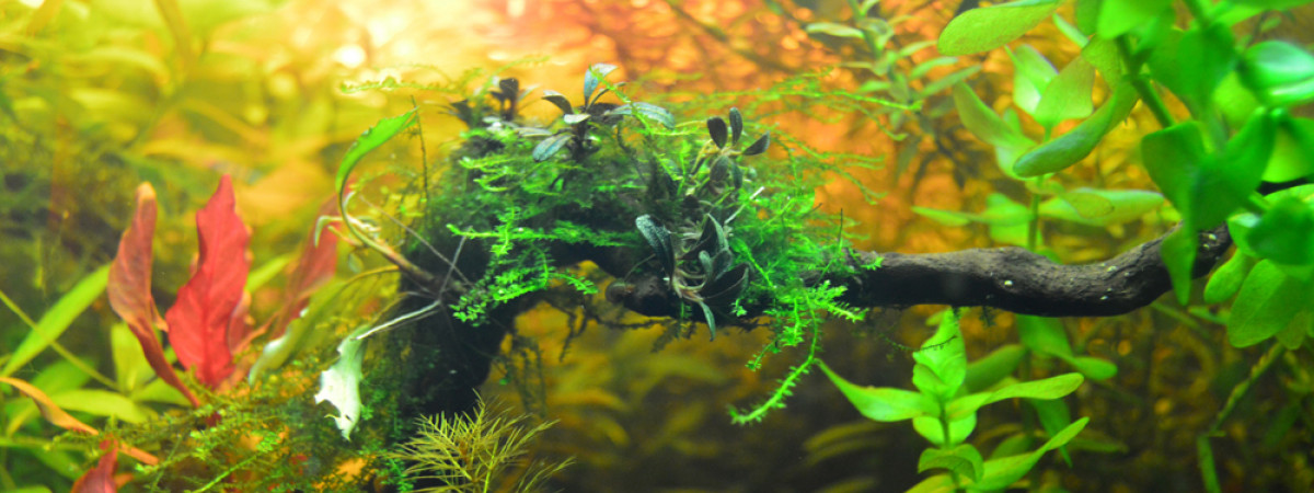 aquarium 60 litres brut micro poisson