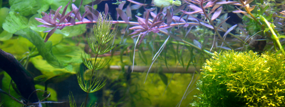 aquarium 120 litres cubique (107 litres brut)