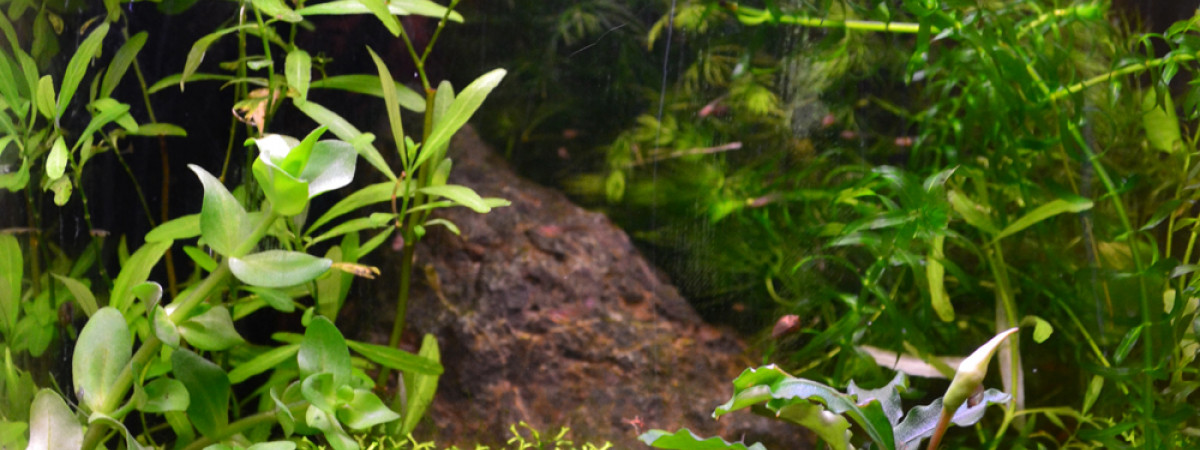 aquarium asiatique 20 litres