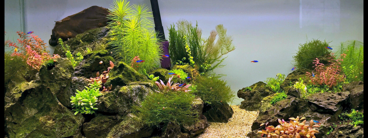 aquarium Rock with you