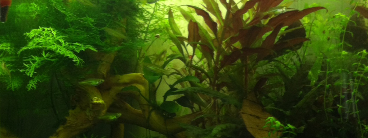 aquarium nano kubotai