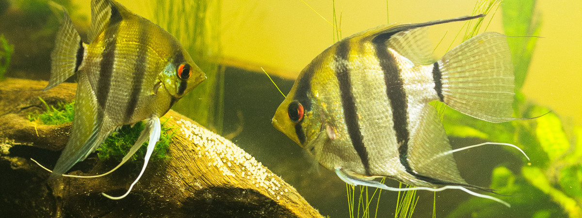 aquarium Phoenix