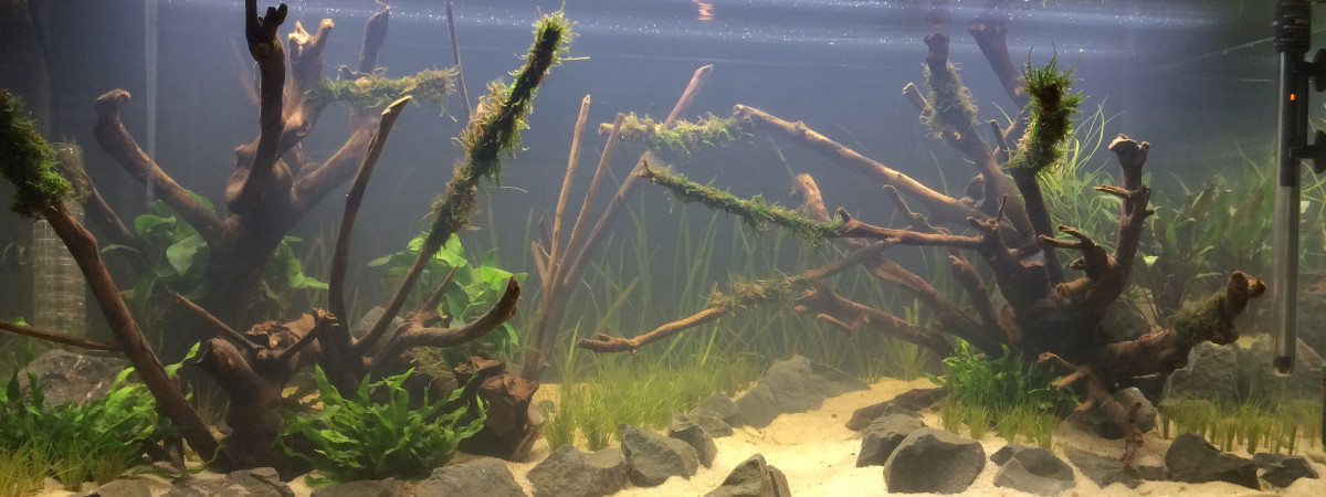 aquarium Aquaforest