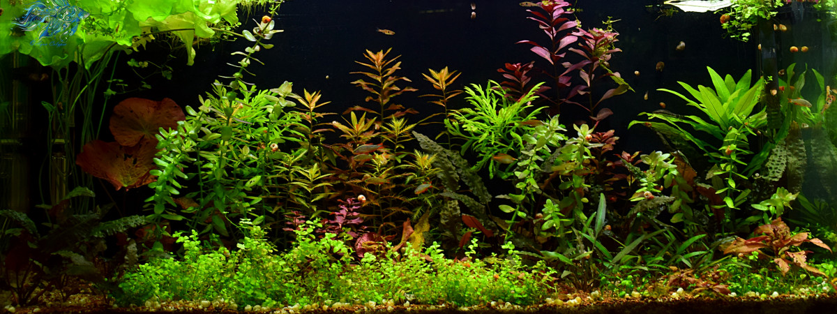 aquarium Secret Garden