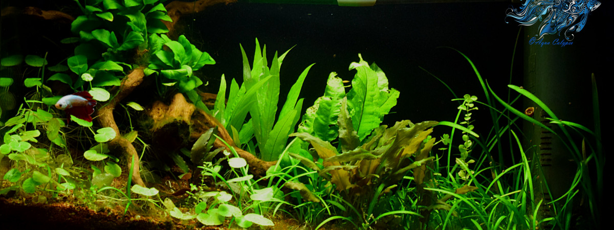 aquarium Jungle's Mao