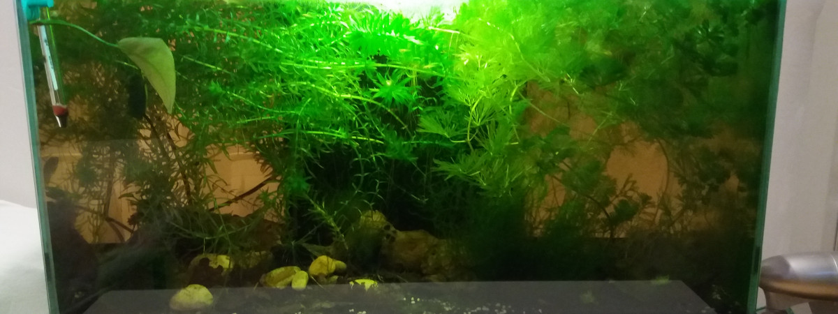 aquarium 58 L ciano