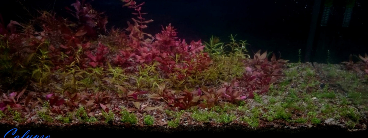 aquarium Touch of Green