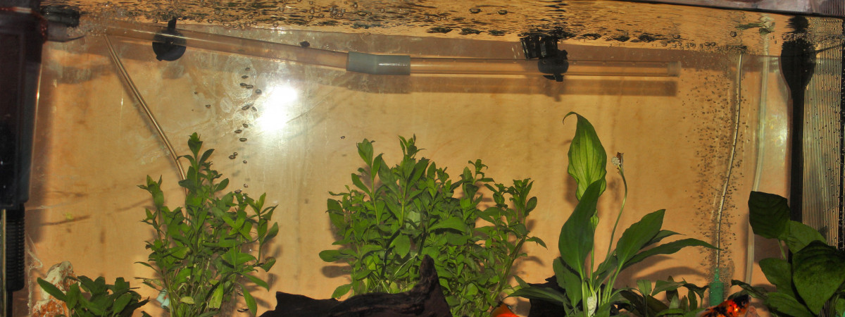 aquarium Ornement