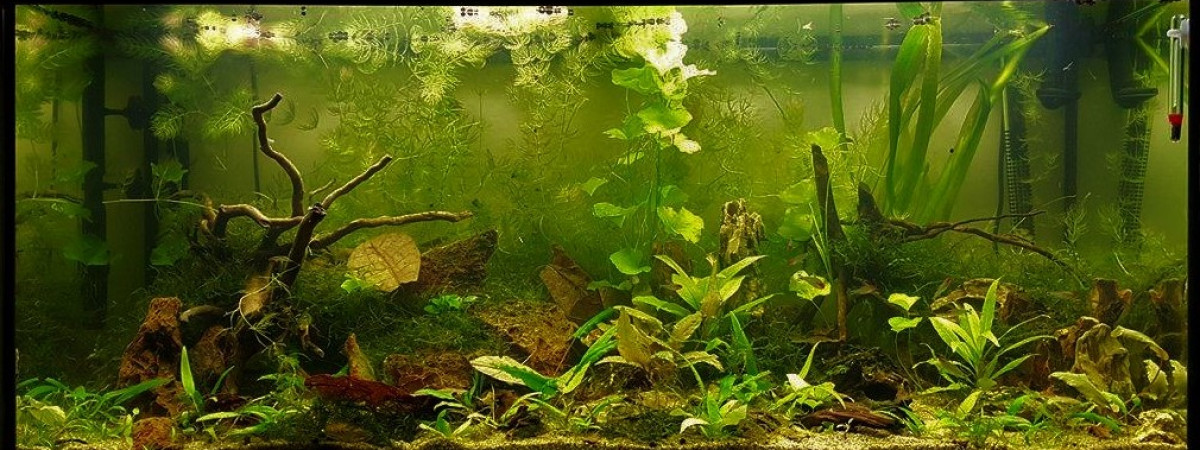aquarium 200L Amazonien