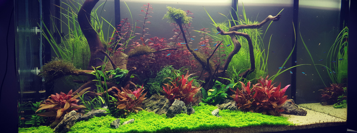 aquarium Mon premier aquascape