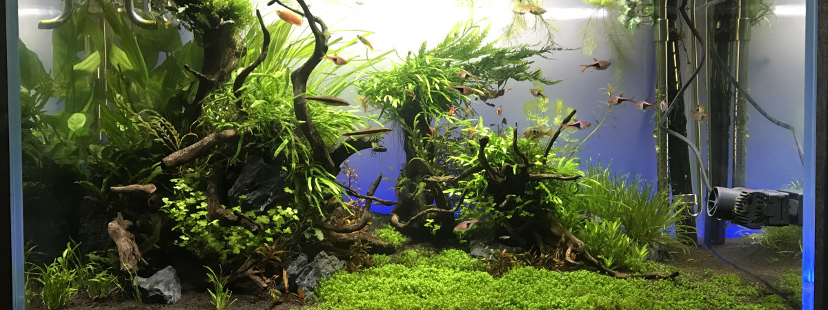 aquarium Aquascaping 180